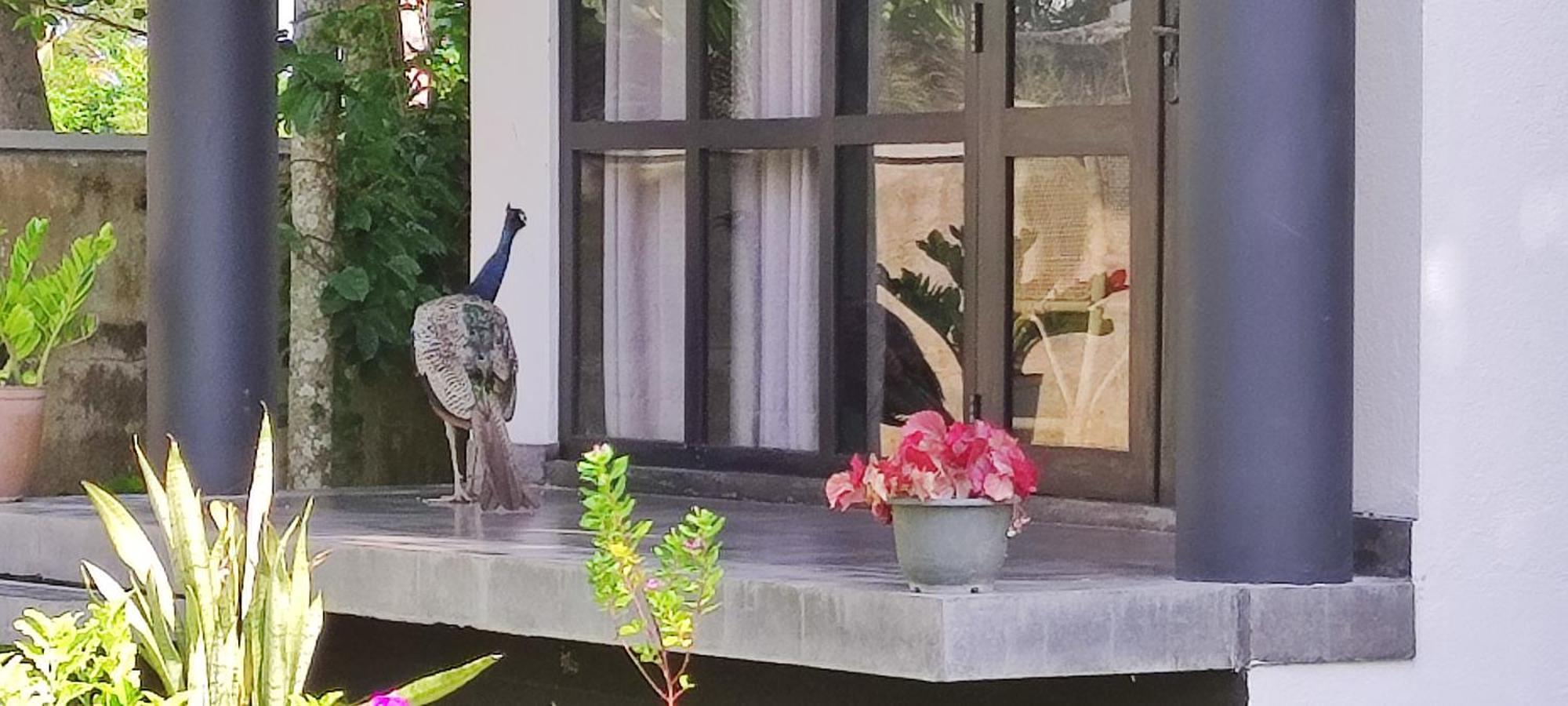 Mango Tree Villa Bentota Kültér fotó